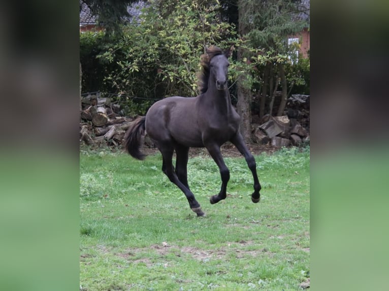 PRE Croisé Étalon 1 Année Noir in Pellenberg