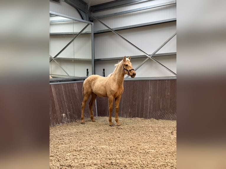 PRE Étalon 1 Année Palomino in Soria