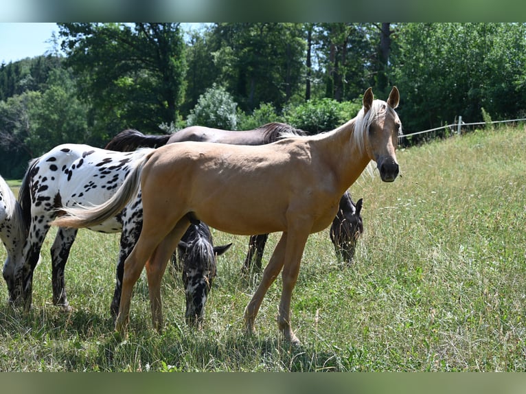 PRE Croisé Étalon 1 Année Palomino in Klettgau