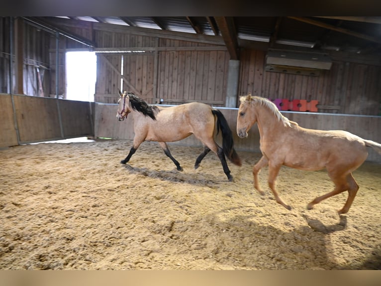PRE Étalon 1 Année Palomino in Klettgau