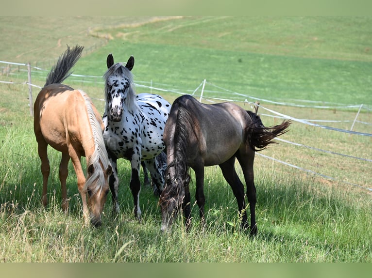 PRE Croisé Étalon 1 Année Palomino in Klettgau