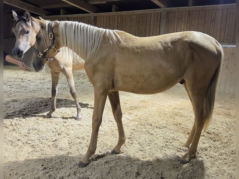 PRE Étalon 1 Année Palomino in Klettgau
