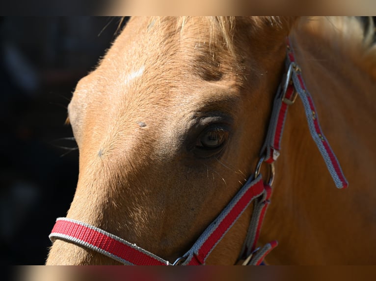 PRE Étalon 1 Année Palomino in Klettgau