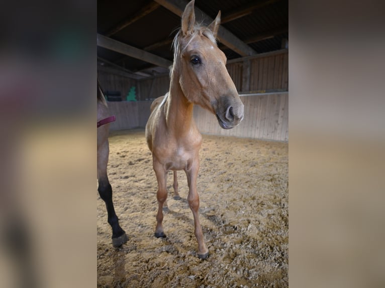 PRE Étalon 1 Année Palomino in Klettgau