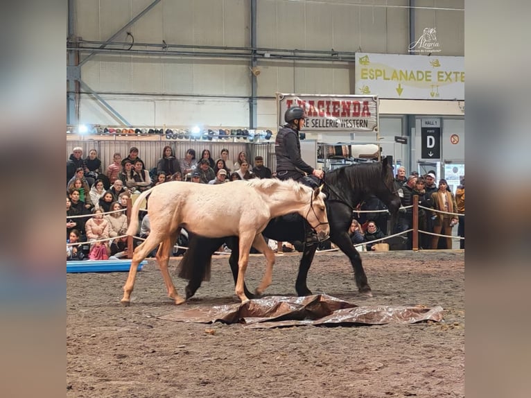 PRE Étalon 1 Année Palomino in Caumont