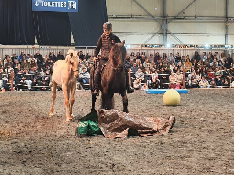 PRE Étalon 1 Année Palomino in Caumont