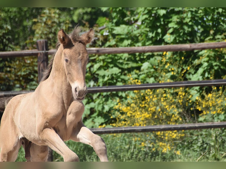 PRE Étalon 1 Année Perle in Manhay