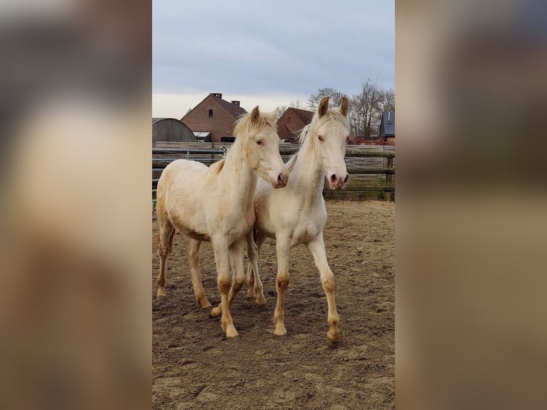 PRE Étalon 1 Année Perle in Kampenhout