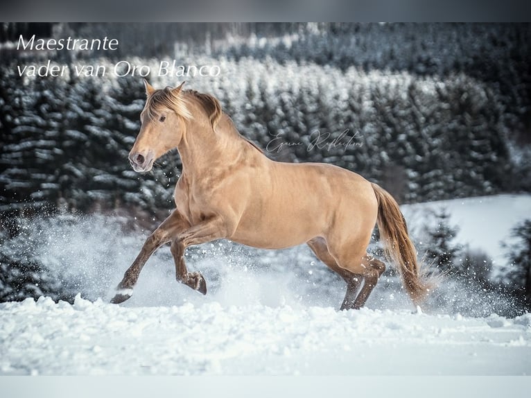 PRE Étalon 1 Année Perle in Kampenhout