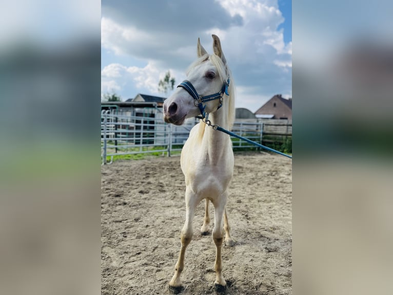 PRE Étalon 1 Année Perle in Kampenhout