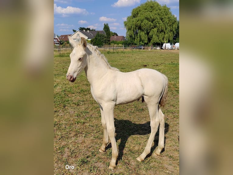 PRE Étalon 1 Année Perle in Kampenhout