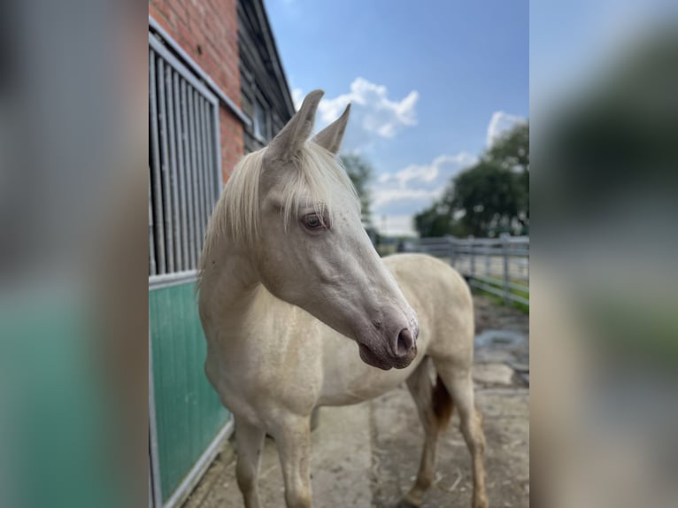 PRE Étalon 1 Année Perle in Kampenhout