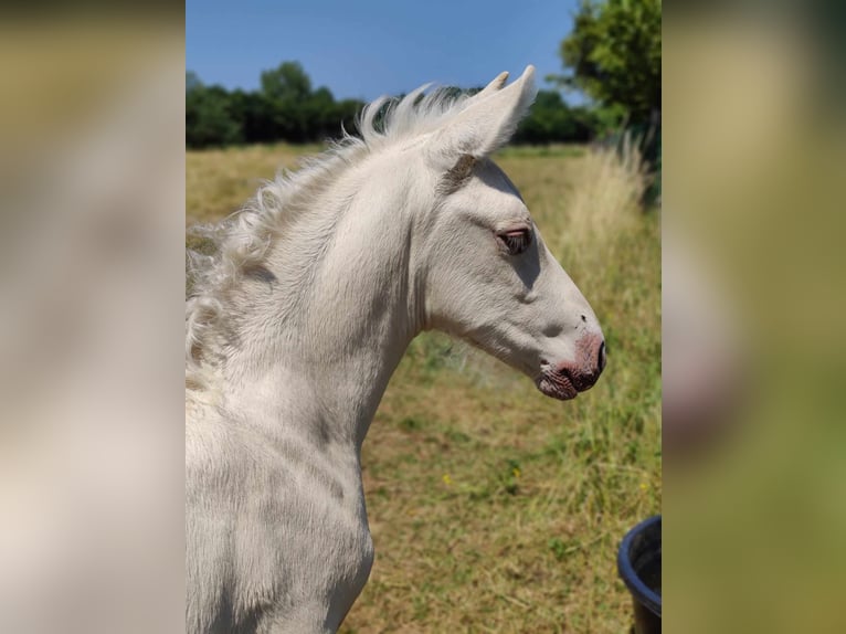 PRE Étalon 1 Année Perle in Kampenhout