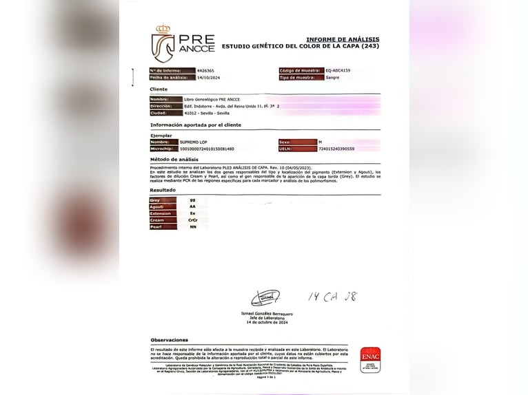 PRE Étalon 1 Année Perlino in Madrid PRE Étalon 1 Année Perlino in Madrid