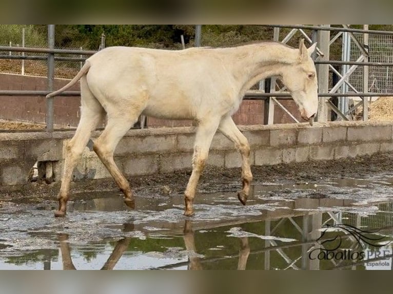 PRE Croisé Étalon 1 Année Perlino in Barcelona