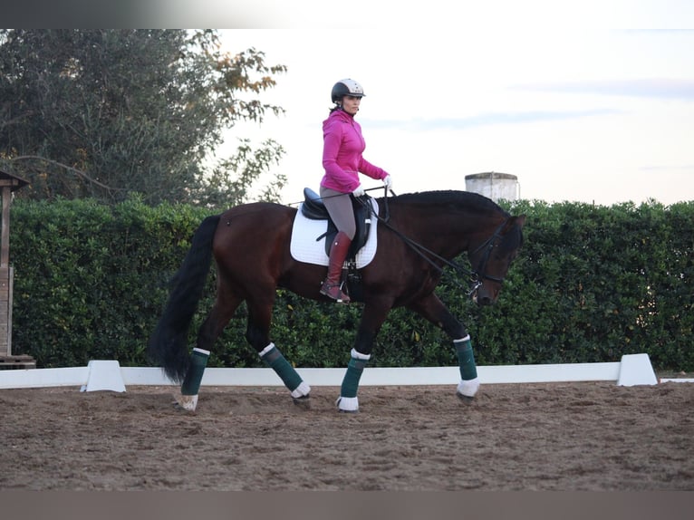 PRE Croisé Étalon 20 Ans 167 cm in Valencia