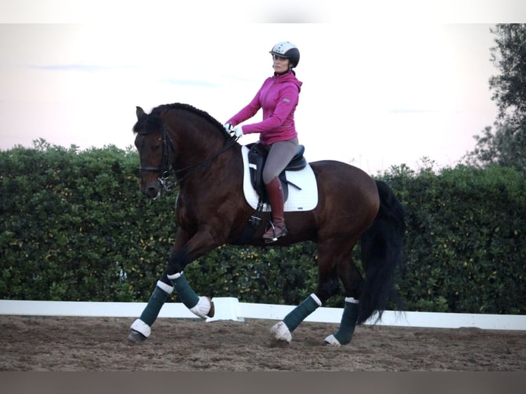 PRE Croisé Étalon 20 Ans 167 cm in Valencia