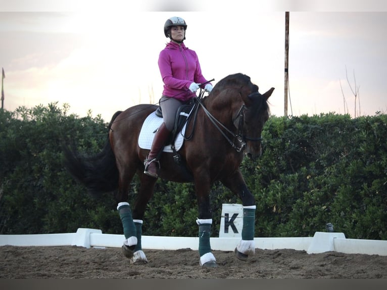 PRE Croisé Étalon 20 Ans 167 cm in Valencia