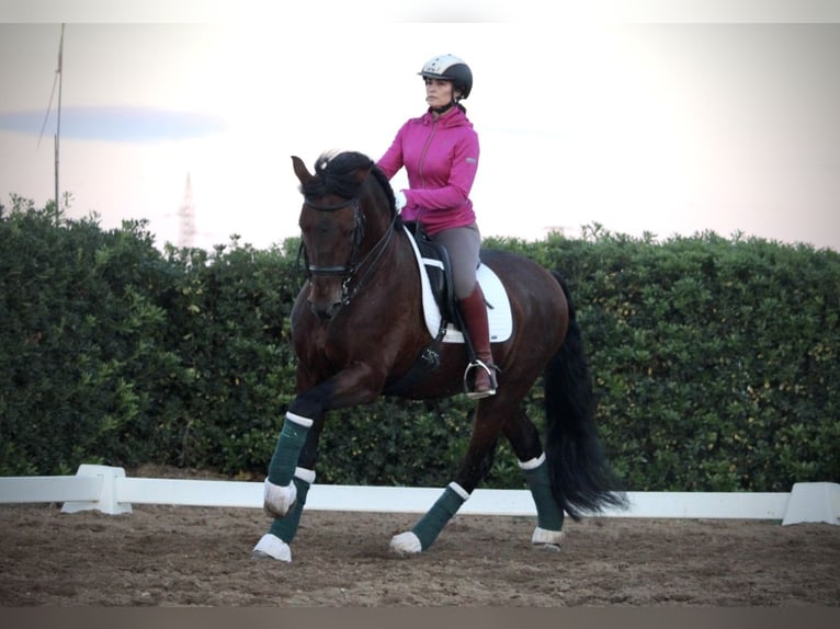 PRE Croisé Étalon 20 Ans 167 cm in Valencia