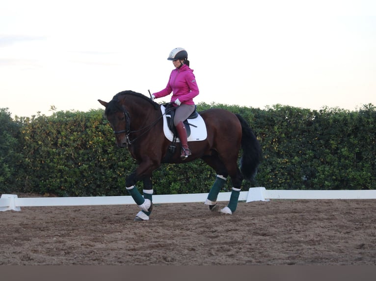 PRE Croisé Étalon 20 Ans 167 cm in Valencia