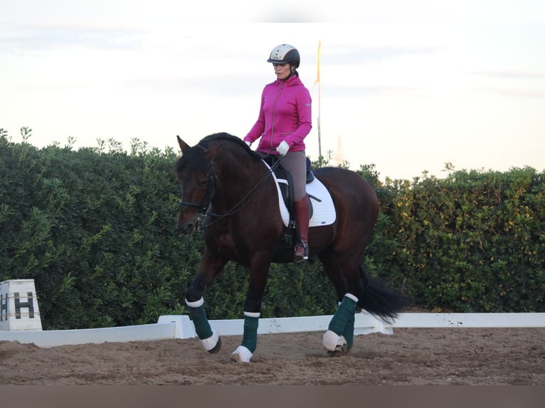 PRE Croisé Étalon 20 Ans 167 cm in Valencia