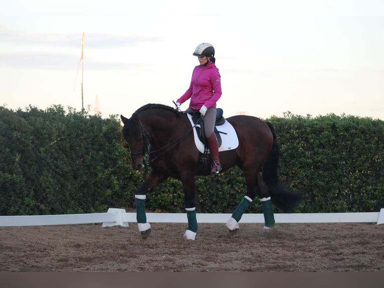 PRE Croisé Étalon 20 Ans 167 cm in Valencia