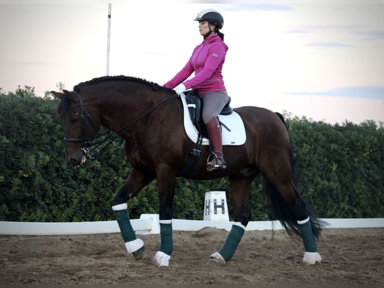 PRE Croisé Étalon 20 Ans 167 cm in Valencia