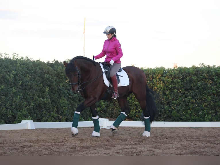 PRE Croisé Étalon 20 Ans 167 cm in Valencia