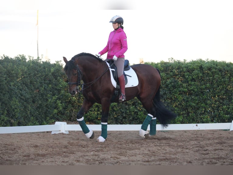 PRE Croisé Étalon 20 Ans 167 cm in Valencia