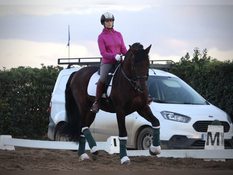 PRE Croisé Étalon 20 Ans 167 cm in Valencia