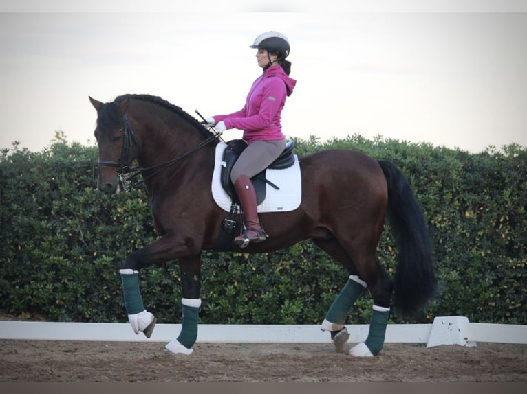 PRE Croisé Étalon 20 Ans 167 cm in Valencia