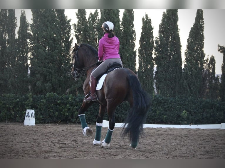 PRE Croisé Étalon 20 Ans 167 cm in Valencia