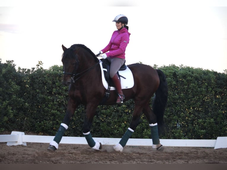 PRE Croisé Étalon 20 Ans 167 cm in Valencia