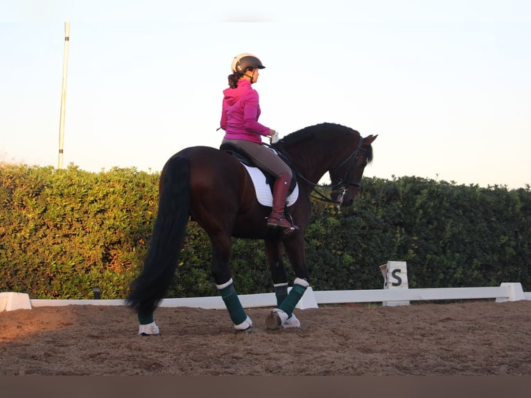 PRE Croisé Étalon 20 Ans 167 cm in Valencia