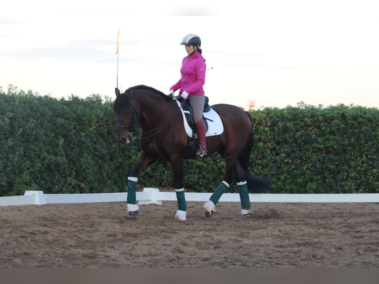 PRE Croisé Étalon 20 Ans 167 cm in Valencia