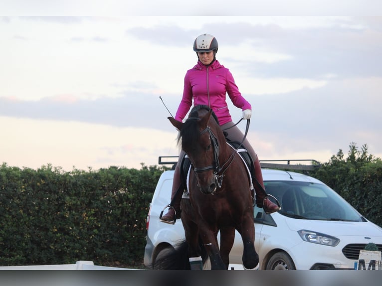 PRE Croisé Étalon 20 Ans 167 cm in Valencia