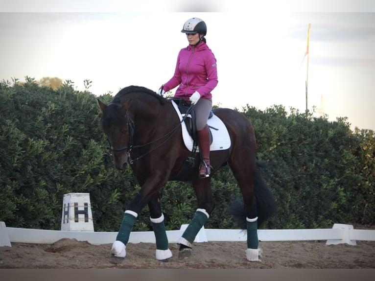 PRE Croisé Étalon 20 Ans 167 cm in Valencia