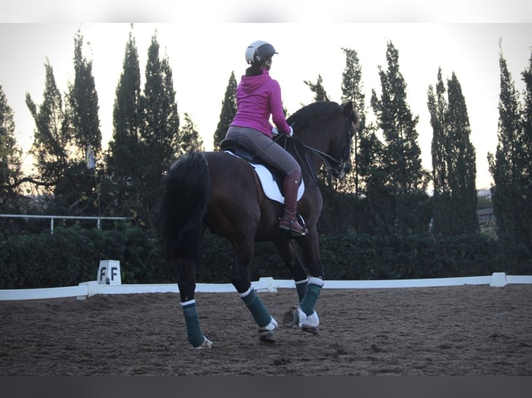 PRE Croisé Étalon 20 Ans 167 cm in Valencia