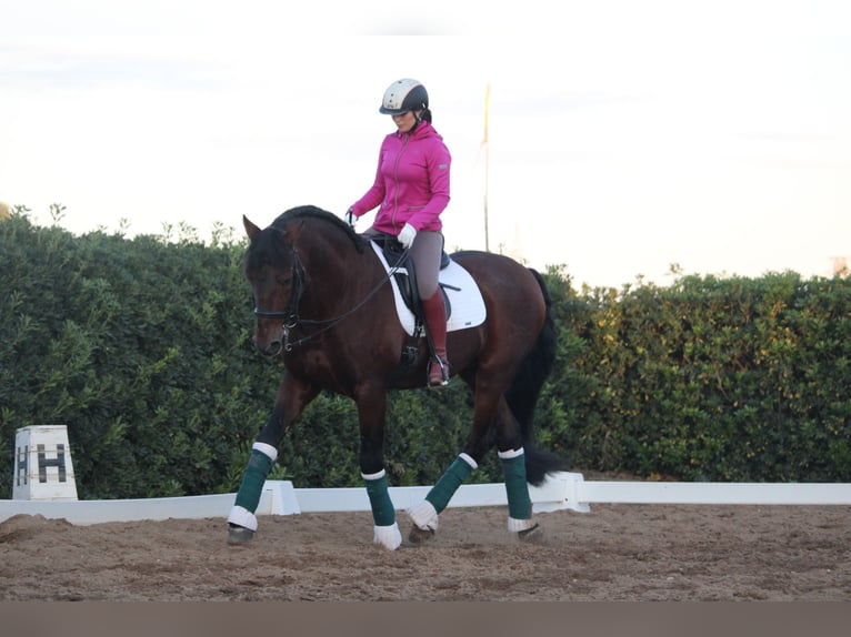 PRE Croisé Étalon 20 Ans 167 cm in Valencia