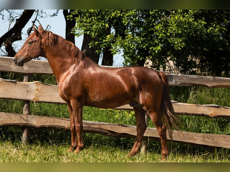 PRE Étalon 23 Ans 156 cm Alezan in Feuchtwangen