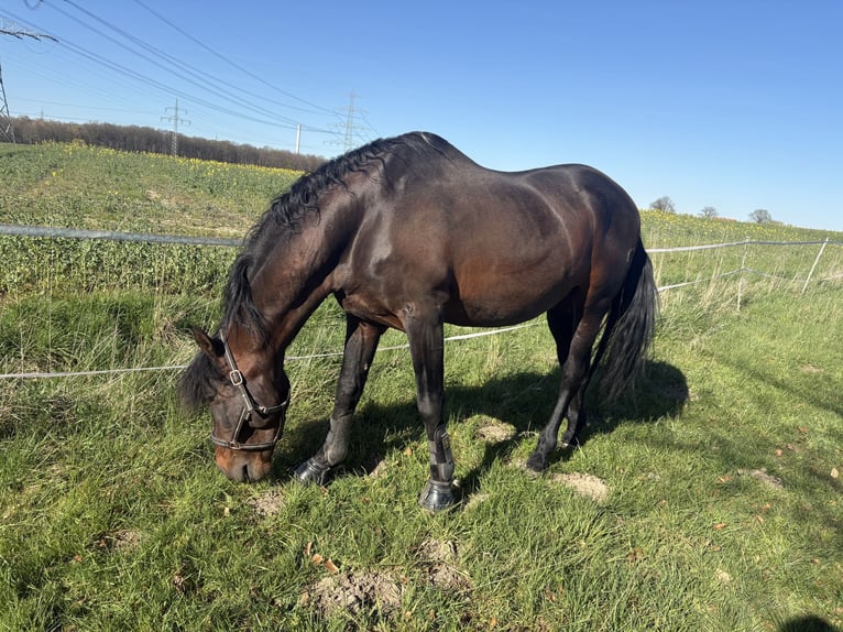 PRE Croisé Étalon 24 Ans 165 cm Bai in Welver