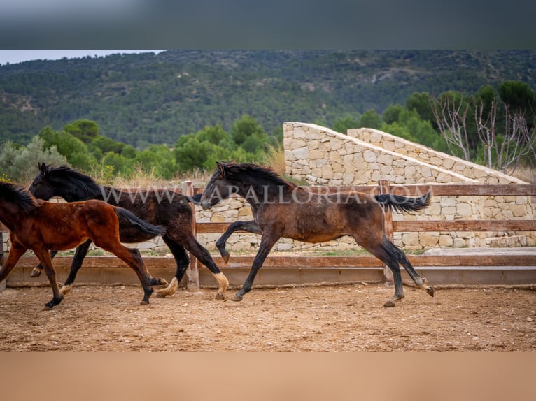 PRE Étalon 2 Ans 130 cm Gris in Valencia