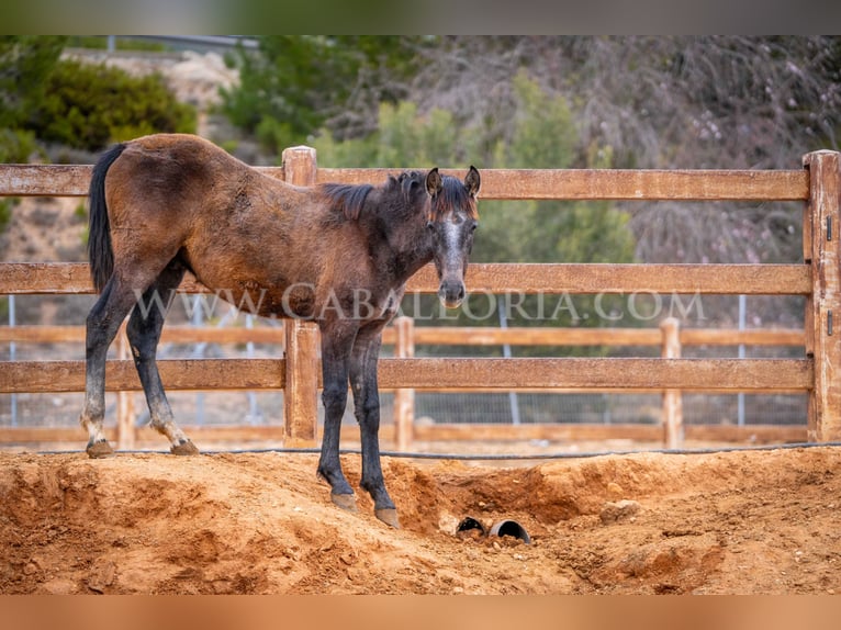 PRE Étalon 2 Ans 130 cm Gris in Valencia