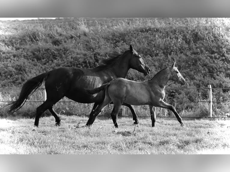 PRE Étalon 2 Ans 138 cm Buckskin in HEUVELLAND