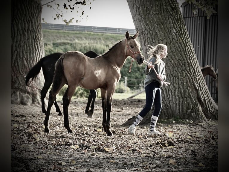 PRE Étalon 2 Ans 138 cm Buckskin in HEUVELLAND