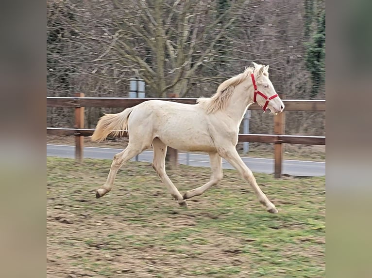 PRE Croisé Étalon 2 Ans 138 cm Perlino in Visz