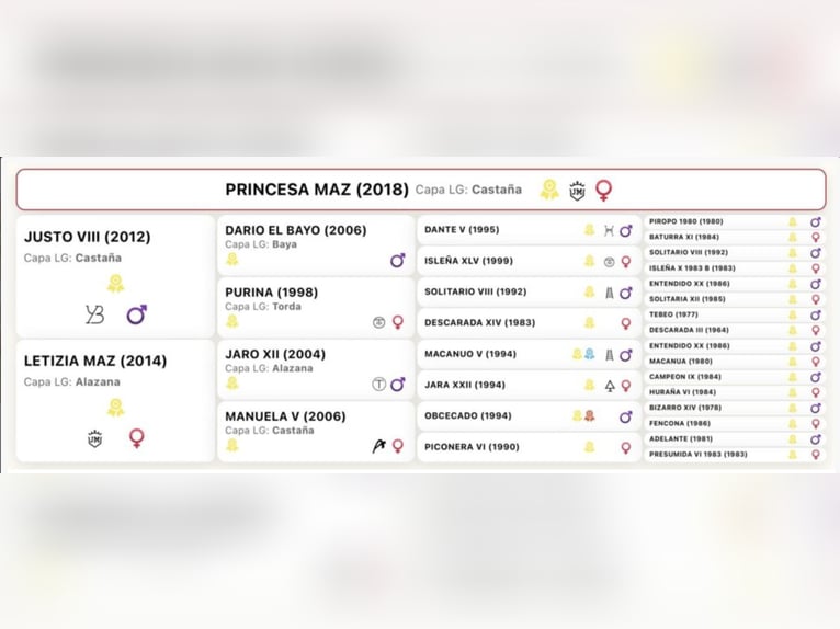 PRE Étalon 2 Ans 140 cm Alezan brûlé in HEUVELLAND