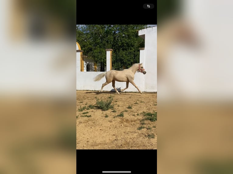 PRE Croisé Étalon 2 Ans 145 cm Perle in Alcalá de Guadaíra