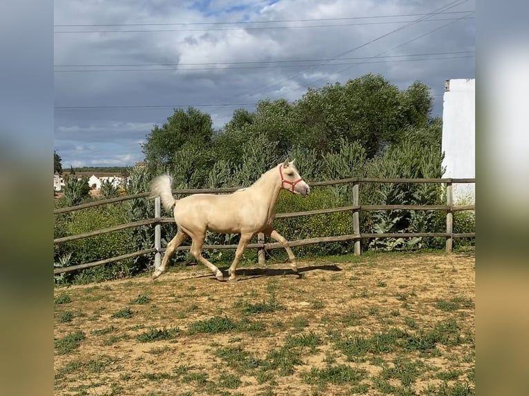 PRE Croisé Étalon 2 Ans 145 cm Perle in Alcalá de Guadaíra