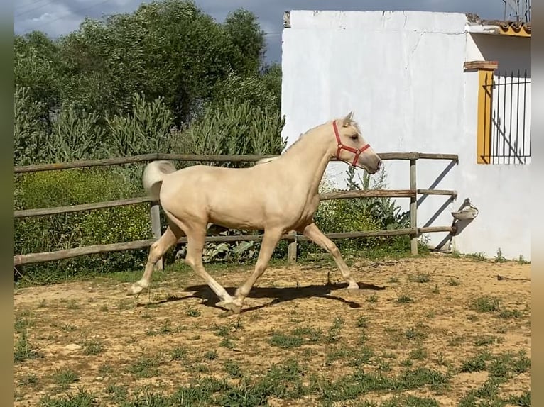 PRE Croisé Étalon 2 Ans 145 cm Perle in Alcalá de Guadaíra